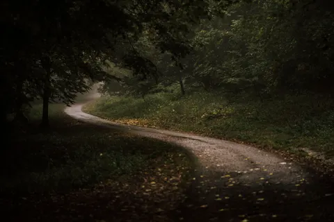 والپیپر جنگل پاییزی با کیفیت 4K · nature · 3840×2560