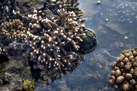 मूंगा चट्टान 4K वॉलपेपर · ocean · 3840×2561