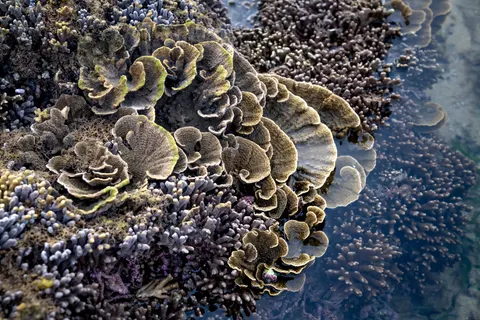 خلفية الشعاب المرجانية بدقة 4K · ocean · 3840×2561