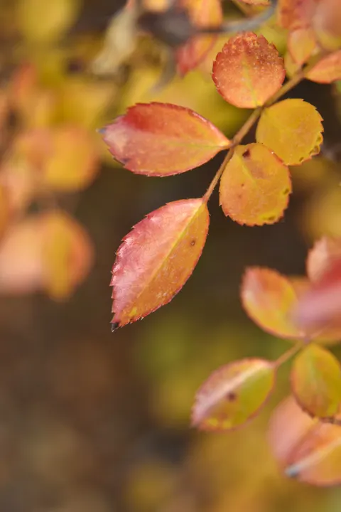 Fond d'écran mobile Flou Chaleureux · gradient · 1440×2160