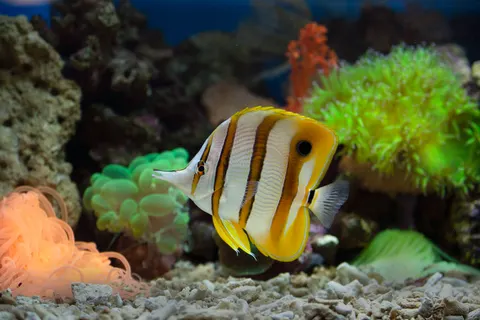 خلفية الشعاب المرجانية بدقة 4K · ocean · 3840×2560