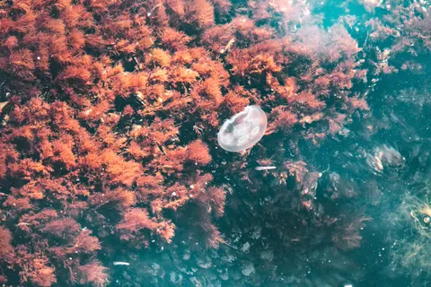 Обои Коралловый риф 4K · ocean · 3840×2560