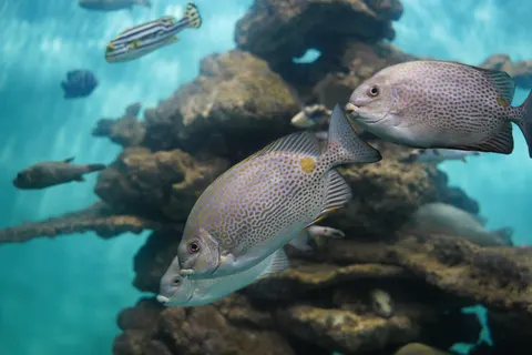 خلفية الشعاب المرجانية بدقة 4K · ocean · 3840×2560