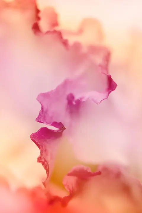 紫のグラデーション スマホ壁紙 · gradient · 1440×2158