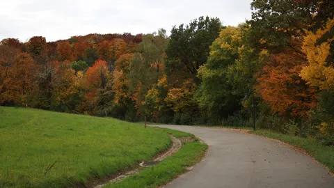 والپیپر جنگل پاییزی با کیفیت 4K · nature · 3840×2158