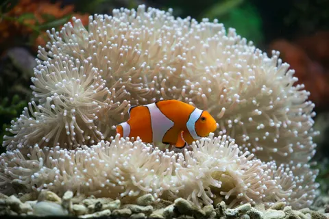 Wallpaper Terumbu Karang 4K · ocean · 3840×2560
