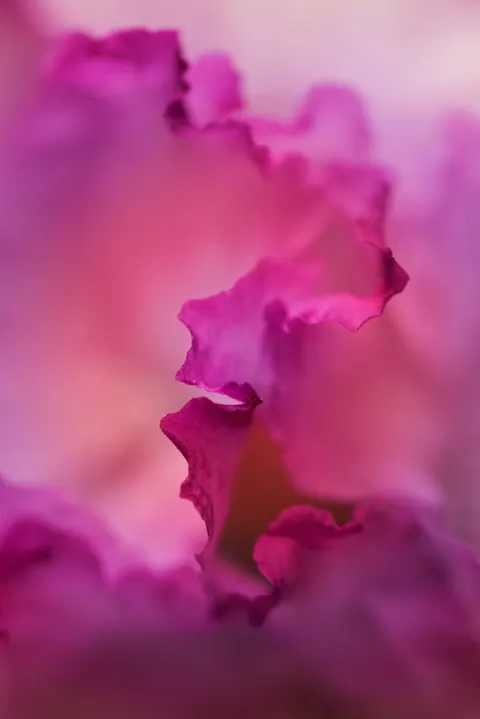 紫色渐变 手机壁纸 · gradient · 1440×2158
