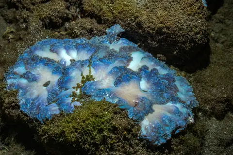 خلفية الشعاب المرجانية بدقة 4K · ocean · 3840×2560