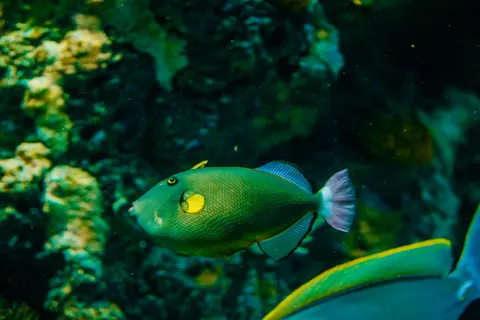 Coral Reef 4K Wallpaper · ocean · 3840×2560