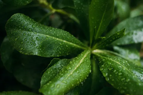 Papel de parede Gotas de chuva 4K · nature · 3840×2563