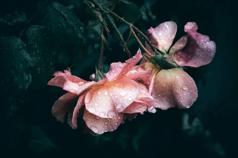 Regentropfen 4K Hintergrundbild · nature · 3840×2560