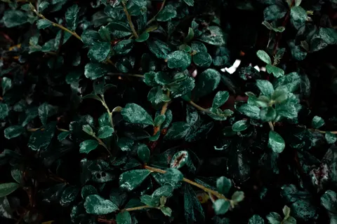 雨粒 4K壁紙 · nature · 3840×2560