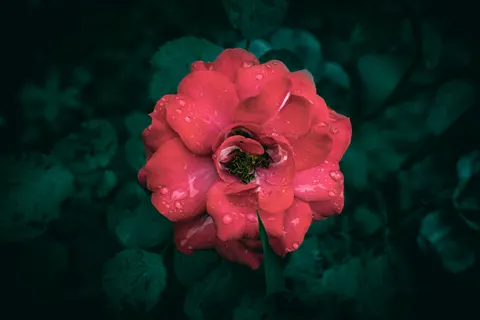 Regentropfen 4K Hintergrundbild · nature · 3840×2560