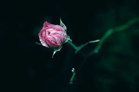 Rain Drops 4K Wallpaper · nature · 3840×2560