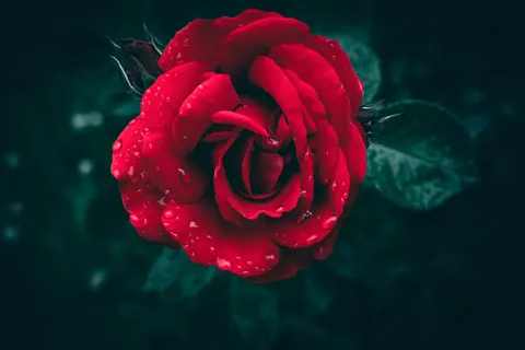 Rain Drops 4K Wallpaper · nature · 3840×2560