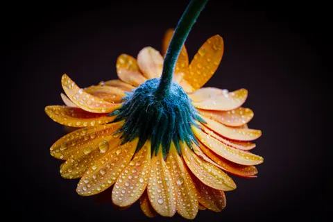 خلفية قطرات المطر بدقة 4K · nature · 3840×2561