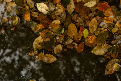 Papel de parede Gotas de chuva 4K · nature · 3840×2560
