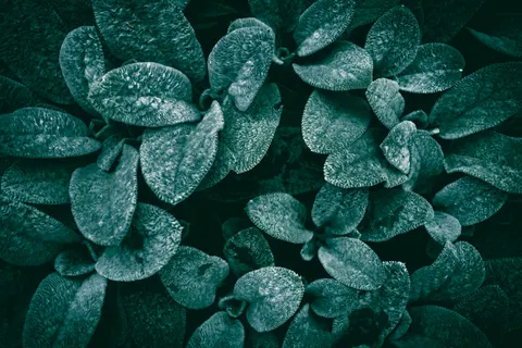 Papel de parede Gotas de chuva 4K · nature · 3840×2560