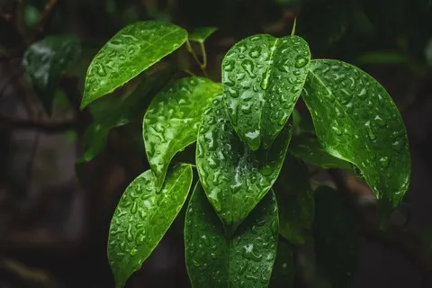 Rain Drops 4K Wallpaper · nature · 3840×2560