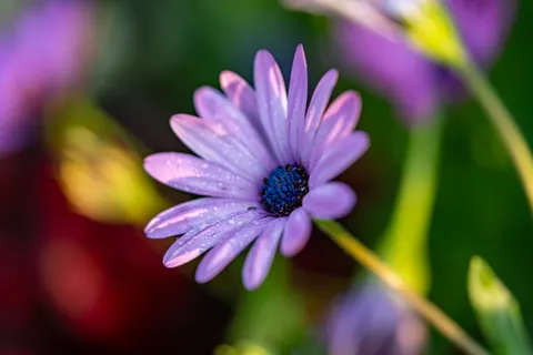 خلفية قطرات المطر بدقة 4K · nature · 3840×2560