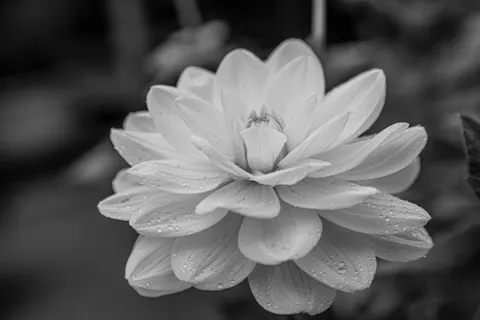 خلفية قطرات المطر بدقة 4K · nature · 3840×2560