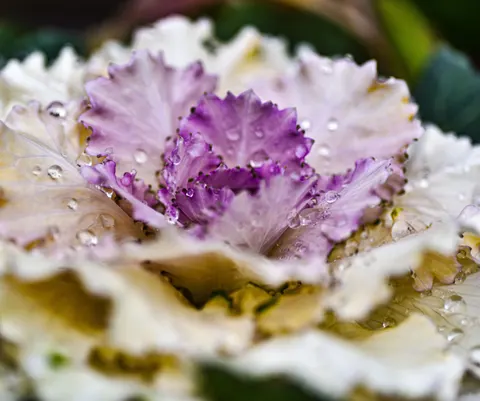 Rain Drops 4K Wallpaper · nature · 3840×3204