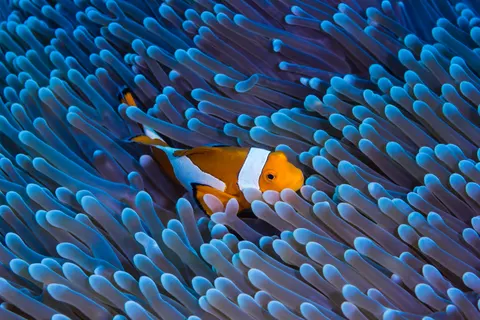 خلفية الشعاب المرجانية بدقة 4K · ocean · 3840×2560