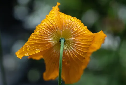 Fond d'écran Gouttes de pluie 4K · nature · 3840×2592
