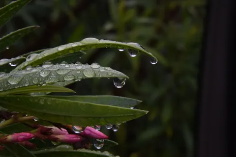 Rain Drops 4K Wallpaper · nature · 3840×2563