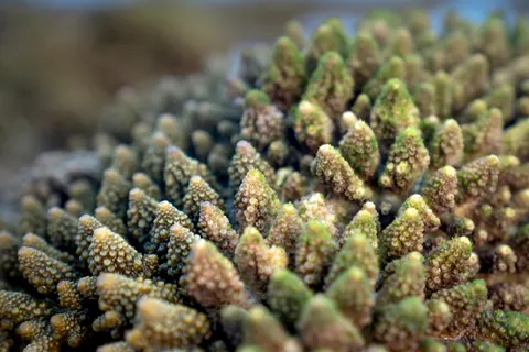 خلفية الشعاب المرجانية بدقة 4K · ocean · 3840×2561