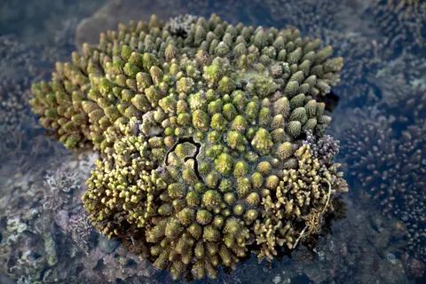 خلفية الشعاب المرجانية بدقة 4K · ocean · 3840×2561