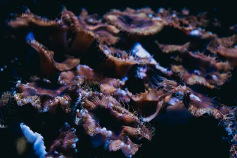 خلفية الشعاب المرجانية بدقة 4K · ocean · 3840×2560