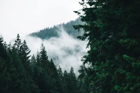 Foggy Road 4K Wallpaper · nature · 3840×2561