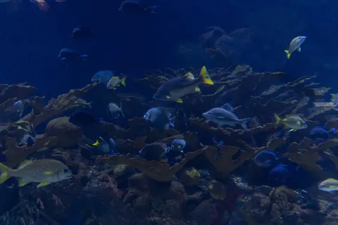 خلفية الشعاب المرجانية بدقة 4K · ocean · 3840×2560