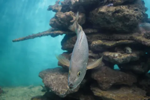خلفية الشعاب المرجانية بدقة 4K · ocean · 3840×2560