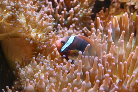 Обои Коралловый риф 4K · ocean · 3840×2555