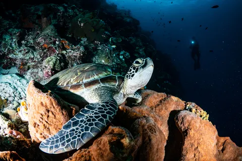 Tapeta Rafa Koralowa 4K · ocean · 3840×2561