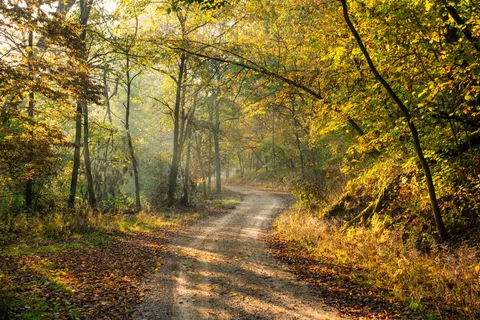 Sfondo Foresta Autunnale 4K · nature · 3840×2560