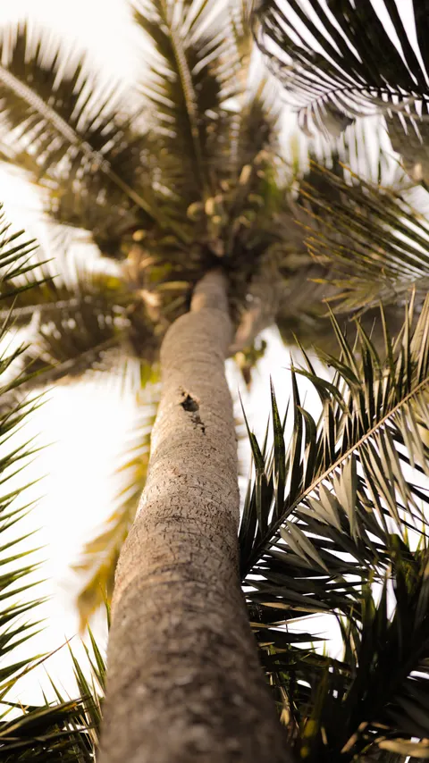Estetik Kalem Wallpaper HP · aesthetic · 1440×2563