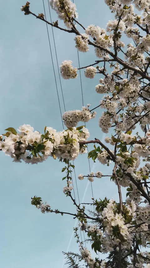 Sắc Thái Nghệ Thuật Hình Nền Điện Thoại · aesthetic · 1440×2562