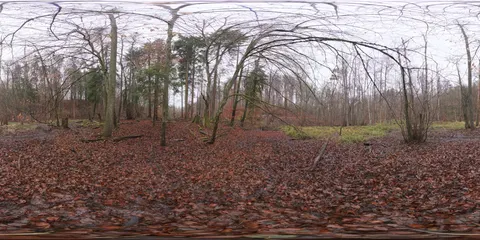 Muddy autumn forest - Panorama (Andreas Mischok via Poly Hav 4K Wallpaper · nature · 3840×1920