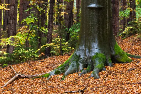 Fondo de pantalla Naturaleza 4K · nature · 3840×2560