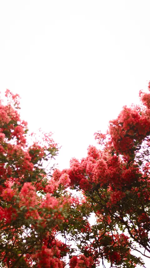 أجواء جمالية خلفية للجوال · aesthetic · 1440×2559