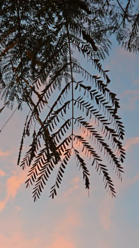 أجواء جمالية خلفية للجوال · aesthetic · 1440×2560