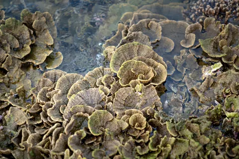 珊瑚礁 4K桌布 · ocean · 3840×2561
