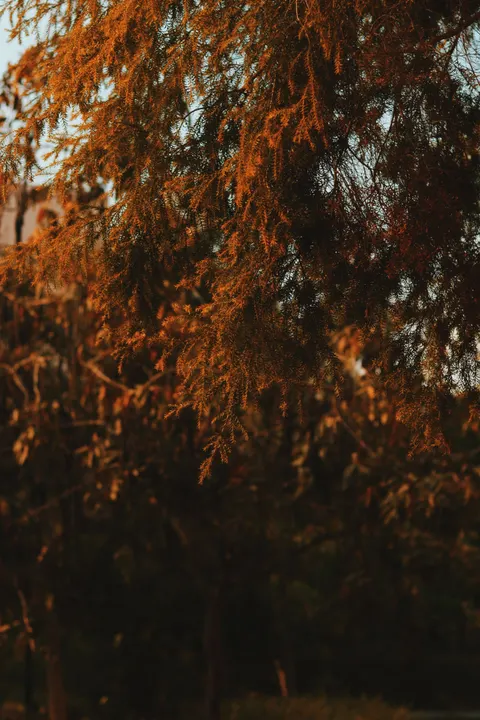 Fond d'écran mobile Heure Dorée · aesthetic · 1440×2160