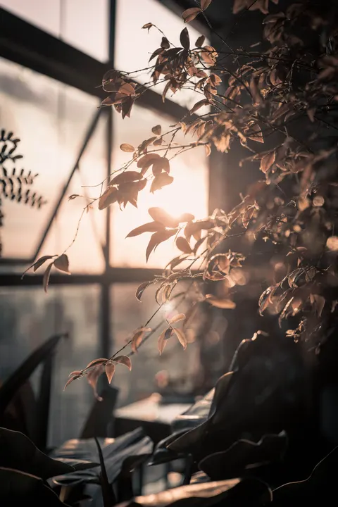 गोल्डन ऑवर मोबाइल वॉलपेपर · aesthetic · 1440×2160
