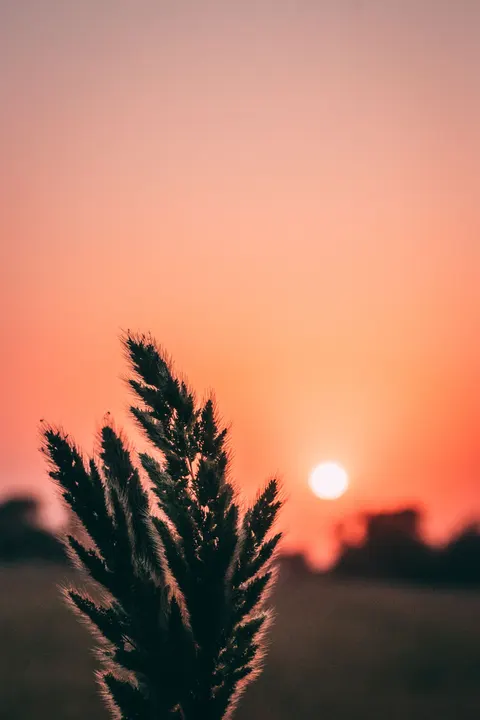 Golden Hour Phone Wallpaper · aesthetic · 1440×2160
