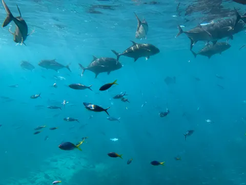 خلفية الشعاب المرجانية بدقة 4K · ocean · 3840×2880