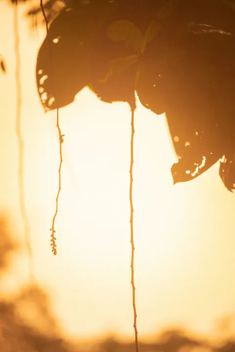 ساعت طلایی والپیپر موبایل · aesthetic · 1440×2160